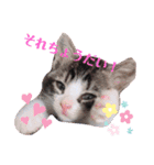 子猫 双子（個別スタンプ：13）