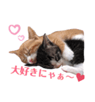 子猫 双子（個別スタンプ：14）