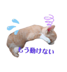 子猫 双子（個別スタンプ：15）