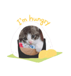 子猫 双子（個別スタンプ：16）