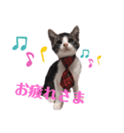 子猫 双子（個別スタンプ：20）