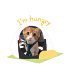 子猫 双子（個別スタンプ：22）