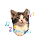 子猫 双子（個別スタンプ：25）