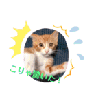 子猫 双子（個別スタンプ：26）