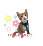 子猫 双子（個別スタンプ：29）