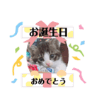 子猫 双子（個別スタンプ：32）