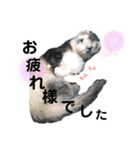 はるまろ（個別スタンプ：5）