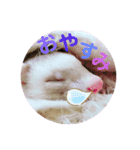 はるまろ（個別スタンプ：21）