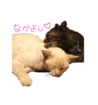 吉田家のにゃんこ達（個別スタンプ：1）