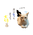 吉田家のにゃんこ達（個別スタンプ：3）