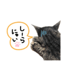 吉田家のにゃんこ達（個別スタンプ：4）