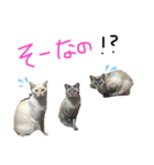 吉田家のにゃんこ達（個別スタンプ：7）