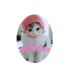 被り物こむぎ（個別スタンプ：5）