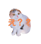 被り物こむぎ（個別スタンプ：6）