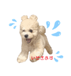 マルプーのティアラ（個別スタンプ：2）