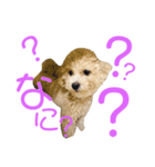 マルプーのティアラ（個別スタンプ：4）