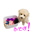 マルプーのティアラ（個別スタンプ：7）