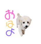 マルプーのティアラ（個別スタンプ：13）