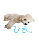 マルプーのティアラ（個別スタンプ：14）