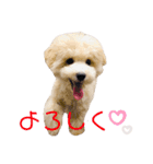 マルプーのティアラ（個別スタンプ：16）