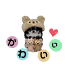 ワンワンだ・わん1（個別スタンプ：6）