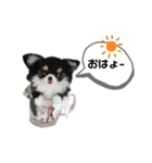 ワンワンだ・わん1（個別スタンプ：20）