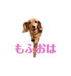 愛犬もふちゃんスタンプ（個別スタンプ：1）