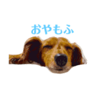 愛犬もふちゃんスタンプ（個別スタンプ：2）