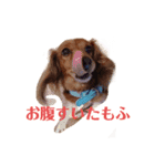 愛犬もふちゃんスタンプ（個別スタンプ：3）