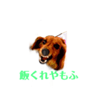 愛犬もふちゃんスタンプ（個別スタンプ：4）