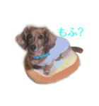 愛犬もふちゃんスタンプ（個別スタンプ：5）