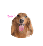 愛犬もふちゃんスタンプ（個別スタンプ：6）