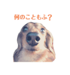 愛犬もふちゃんスタンプ（個別スタンプ：8）