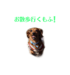 愛犬もふちゃんスタンプ（個別スタンプ：10）