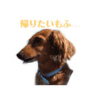 愛犬もふちゃんスタンプ（個別スタンプ：11）