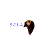 愛犬もふちゃんスタンプ（個別スタンプ：12）