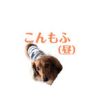 愛犬もふちゃんスタンプ（個別スタンプ：13）