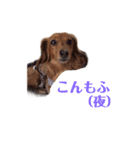 愛犬もふちゃんスタンプ（個別スタンプ：14）