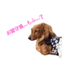 愛犬もふちゃんスタンプ（個別スタンプ：15）