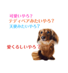 愛犬もふちゃんスタンプ（個別スタンプ：16）