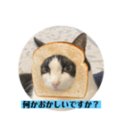 カイと陸 第四弾（個別スタンプ：2）