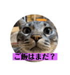 カイと陸 第四弾（個別スタンプ：5）
