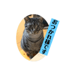 カイと陸 第四弾（個別スタンプ：8）