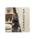 3匹の元子猫（個別スタンプ：15）