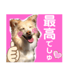マロン＆プリン〜アクア＆アロマもいるよ〜（個別スタンプ：7）