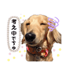 マロン＆プリン〜アクア＆アロマもいるよ〜（個別スタンプ：9）