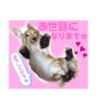マロン＆プリン〜アクア＆アロマもいるよ〜（個別スタンプ：12）