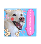 マロン＆プリン〜アクア＆アロマもいるよ〜（個別スタンプ：13）