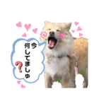 マロン＆プリン〜アクア＆アロマもいるよ〜（個別スタンプ：16）
