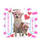 マロン＆プリン〜アクア＆アロマもいるよ〜（個別スタンプ：24）